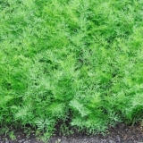 Kopar za zelje bez suncobrana: imena najboljih sorti, recenzije